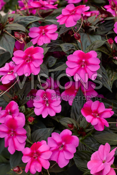 Impatiens SunPatiens® Purple Candy Improved Impatiens SunPatiens® Purple Candy Improved