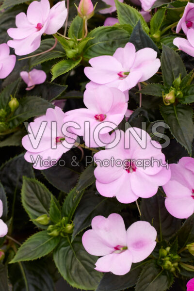 Impatiens SunPatiens® Compact Orchid Blush Impatiens SunPatiens® Compact Orchid Blush