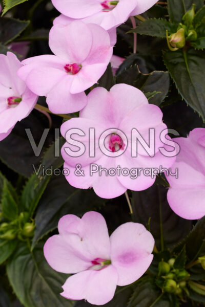 Impatiens SunPatiens® Compact Orchid Blush Impatiens SunPatiens® Compact Orchid Blush
