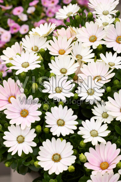 Osteospermum Cape Daisy® Softly Pink Osteospermum Cape Daisy® Softly Pink