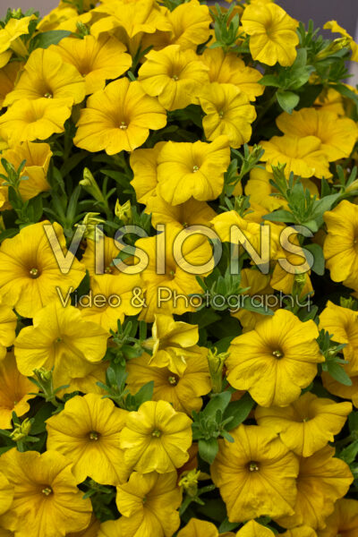 Petchoa BeautiCal® Yellow Sun
