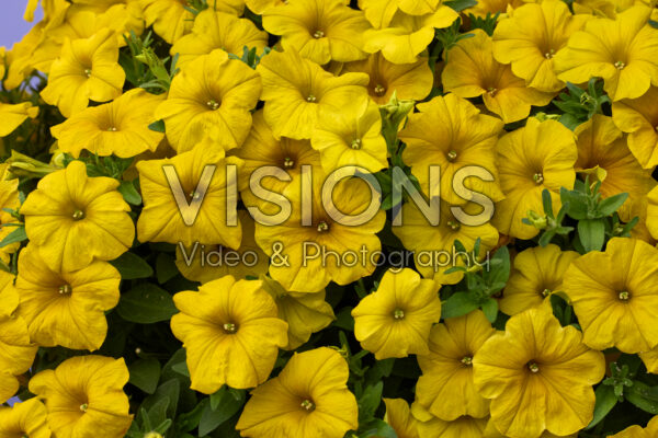 Petchoa BeautiCal® Yellow Sun Petchoa BeautiCal® Yellow Sun
