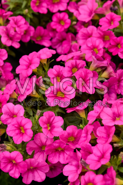 Calibrachoa Calipetite Calibrachoa Calipetite