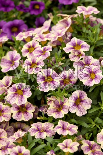 Calibrachoa Calipetite Blue Vain Calibrachoa Calipetite Blue Vain