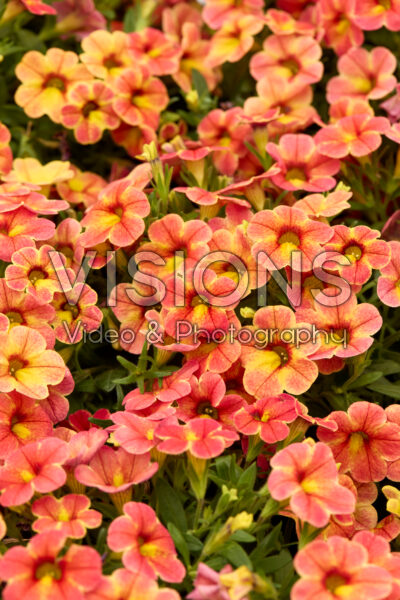 Calibrachoa Calipetite Apricot Dream Calibrachoa Calipetite Apricot Dream