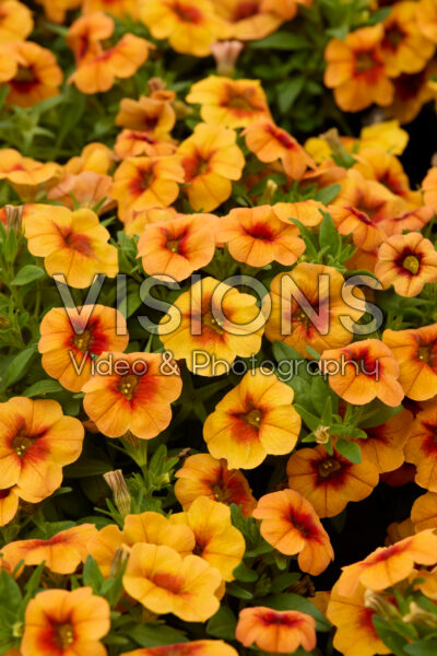 Calibrachoa Calipetite Sunset Orange