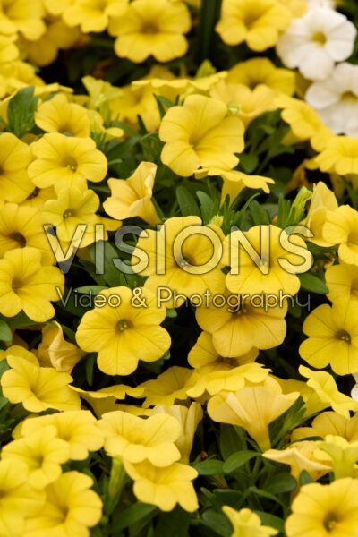 Calibrachoa Calipetite Yellow Calibrachoa Calipetite Yellow