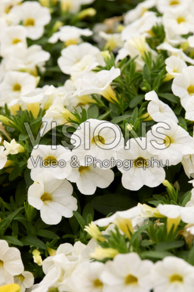 Calibrachoa Calipetite White Calibrachoa Calipetite White