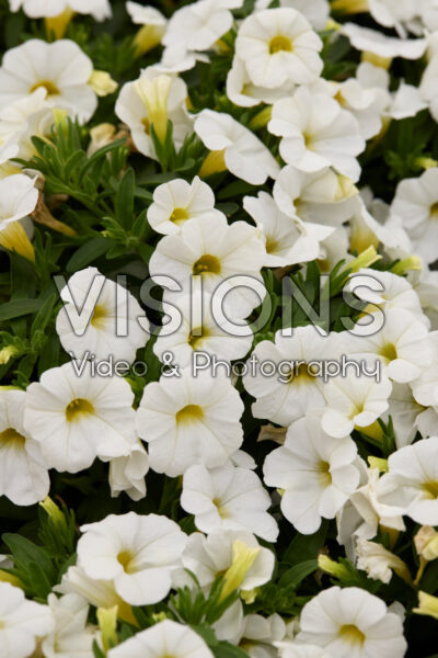Calibrachoa Calipetite White