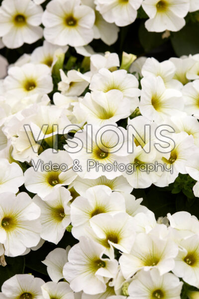Petchoa BeautiCal® Pearl White