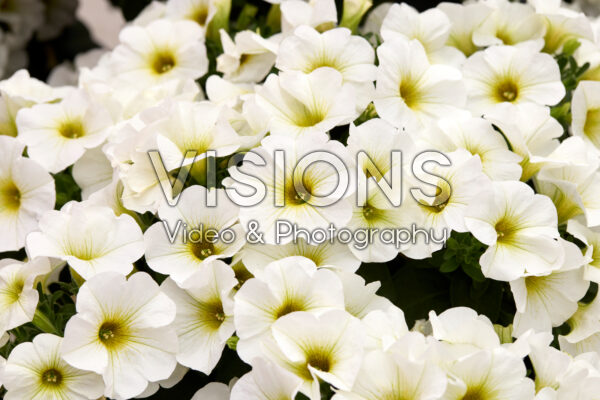 Petchoa BeautiCal® Pearl White