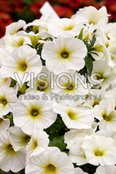 Petchoa Beautical Pearl White Petchoa Beautical Pearl White