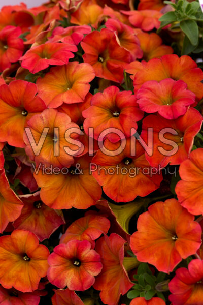 Petchoa BeautiCal® Red Maple