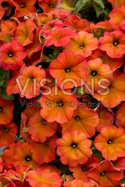 Petchoa BeautiCal® Red Maple