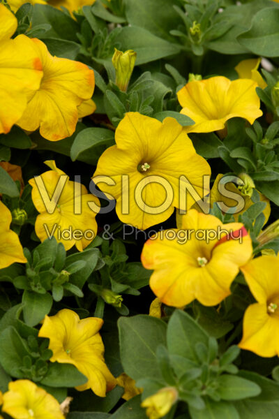 Petchoa BeautiCal® Sunset Orange Petchoa BeautiCal® Sunset Orange