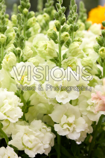Antirrhinum Snapstar White