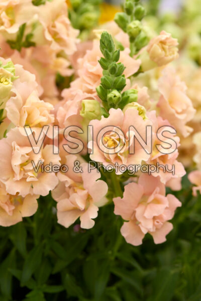 Antirrhinum Snapstar Champagne Antirrhinum Snapstar Champagne