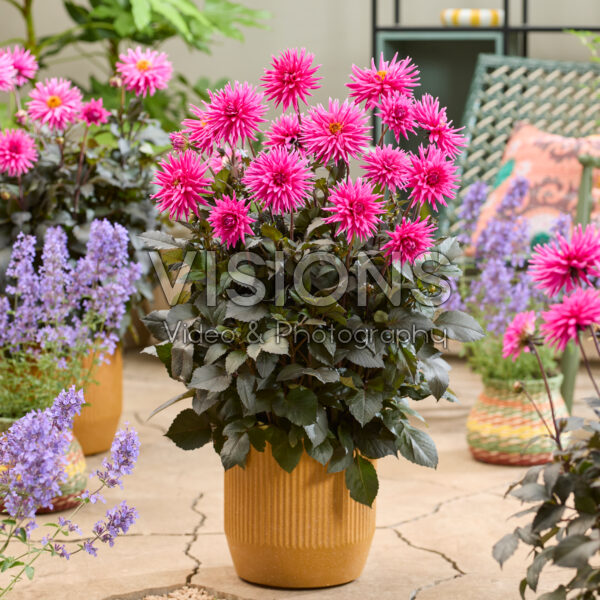 Dahlia Electro Pink