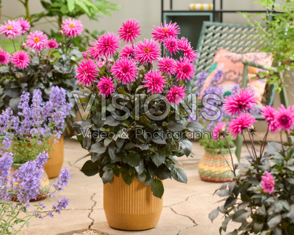 Dahlia Electro Pink Dahlia Electro Pink