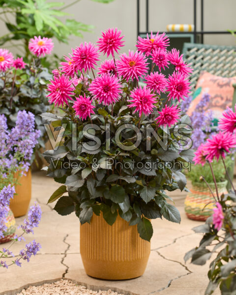 Dahlia Electro Pink Dahlia Electro Pink