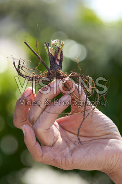 Aardbeien planten Aardbeien planten