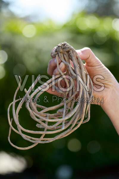 Asperges planten Asperges planten