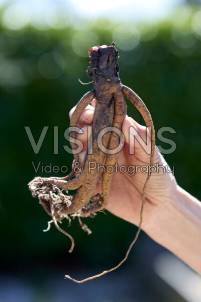 Planting rhubarb Planting rhubarb