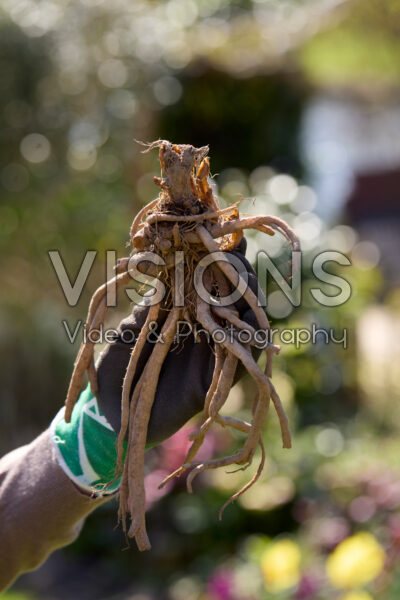 Planting Dicentra