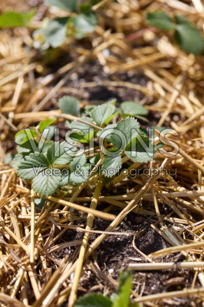 Fragaria x ananassa Fragaria x ananassa