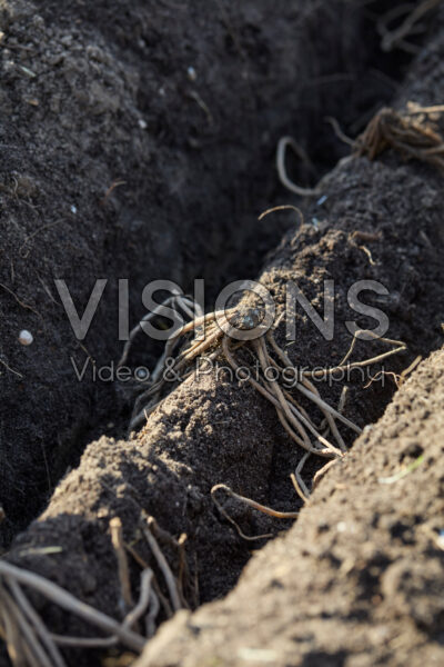 Asperges planten Asperges planten