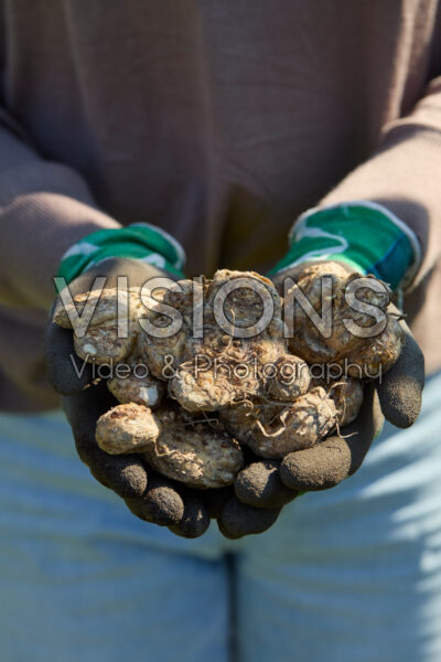 Planting Zantedeschia bulbs Planting Zantedeschia bulbs