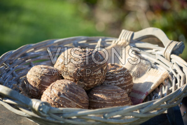 Colocasia corms
Colocasia corms