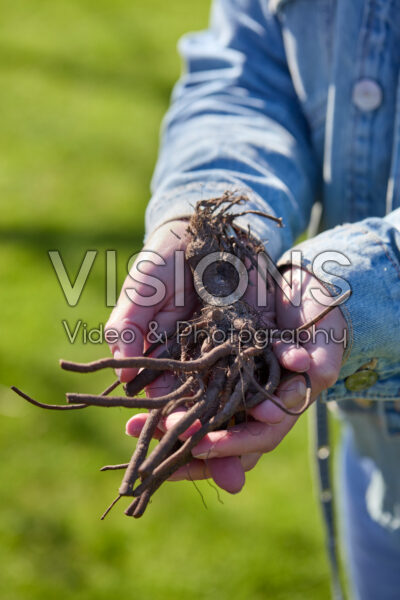 Planting Eryngium