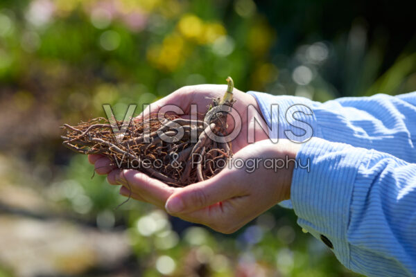 Hemerocallis planten Hemerocallis planten