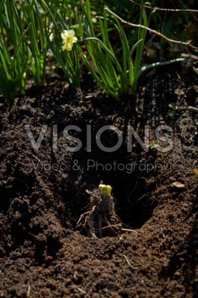Planting Hemerocallis Planting Hemerocallis