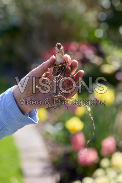 Planting Kniphofia Planting Kniphofia