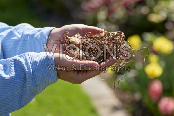 Planting Kniphofia Planting Kniphofia