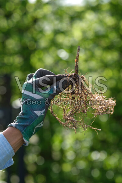 Phlox planten Phlox planten