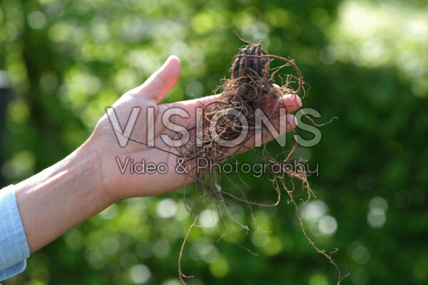 Planting Echinacea Planting Echinacea