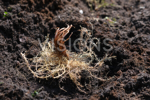 Planting Iris germanica Planting Iris germanica
