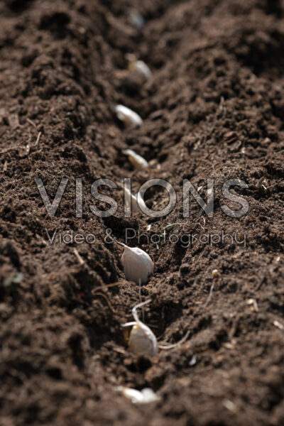 Planting garlic cloves Planting garlic cloves