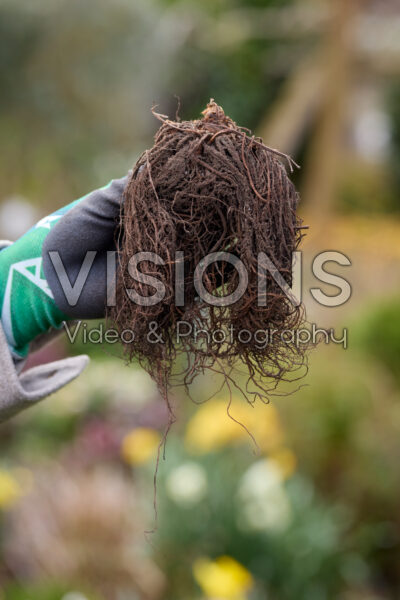 Astilbe planten Astilbe planten