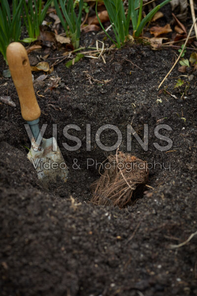 Astilbe planten Astilbe planten