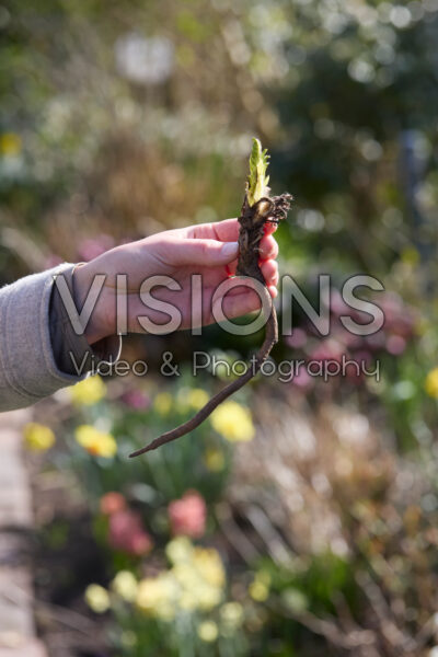 Planting Papaver Planting Papaver