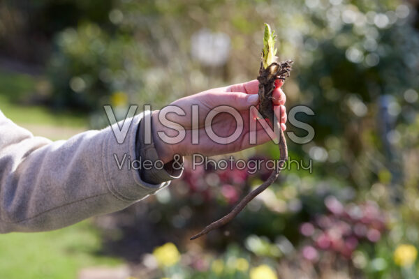Papaver planten Papaver planten