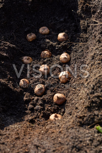 Planting Gladiolus corms