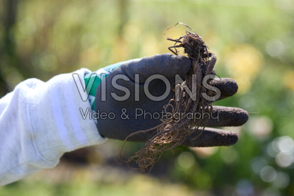 Planting Aquilegia Planting Aquilegia