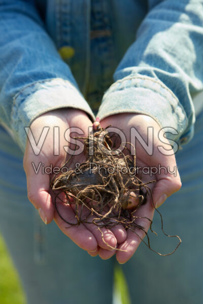 Planting Canna