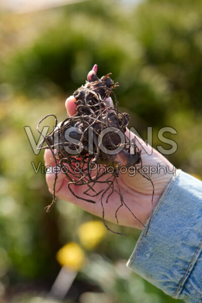 Canna planten Canna planten