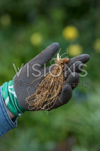 Planting Convallaria Planting Convallaria